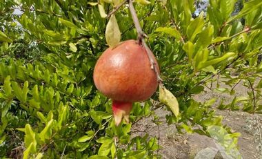 Parcela en venta en BULNES