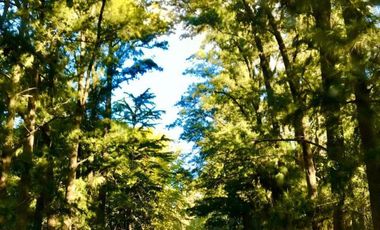 Campo en alquiler - 14 Dormitorios 4 Baños - 50.000Mts2 - Tristán Suarez