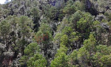 20 has boscosas en Acaxochitlan con Cantera, Rancho Agualinda