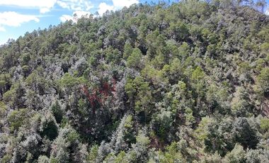 20 has boscosas en Acaxochitlan con Cantera, Rancho Agualinda