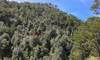 20 has boscosas en Acaxochitlan con Cantera, Rancho Agualinda