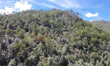 20 has boscosas en Acaxochitlan con Cantera, Rancho Agualinda