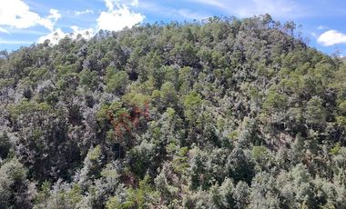 20 has boscosas en Acaxochitlan con Cantera, Rancho Agualinda