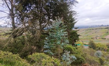 TERRENO EN VENTA EN SAMANGA. AMBATO