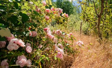 2,49 hectáreas con casa lista para vivir camino a río Claro