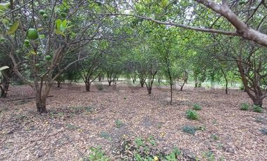 Oportunidad Única: Finca Productiva con Riego y Diversidad Agrícola DiaN