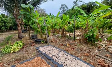 Oportunidad Única: Finca Productiva con Riego y Diversidad Agrícola DiaN