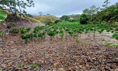 Oportunidad Única: Finca Productiva con Riego y Diversidad Agrícola DiaN
