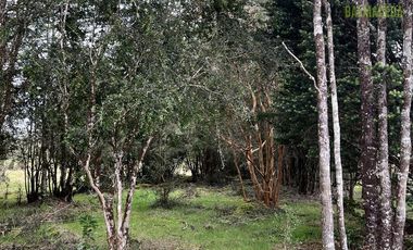 Agrícola en Venta en Colonia El Gato, cercano a Monteverde