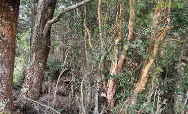 Agrícola en Venta en Colonia El Gato, cercano a Monteverde