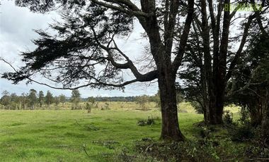 Agrícola en Venta en Colonia El Gato, cercano a Monteverde