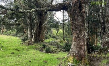 Agrícola en Venta en Colonia El Gato, cercano a Monteverde