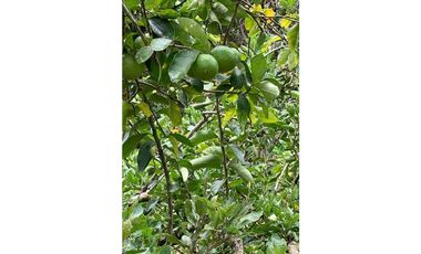 Venta Finca Nocaima cerca Villeta Cundin