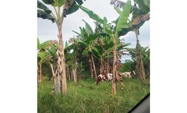 ¡Granja Productiva en EN EL EJE CAFETERO