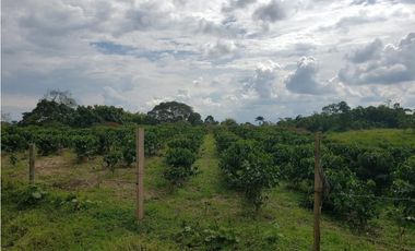 ¡Granja Productiva en EN EL EJE CAFETERO
