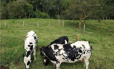 ¡Granja Productiva en EN EL EJE CAFETERO