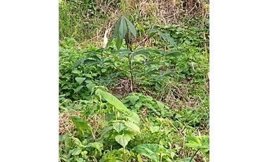 🌄 FINCA CON POTENCIAL TURSTICO Y PRODUCTIVO