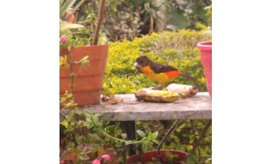 🌄 FINCA CON POTENCIAL TURSTICO Y PRODUCTIVO