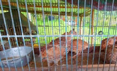 🌿 VENTA FINCA CAFETERA EN SAN JOSÉ – PEREIRA / VA LA FLORIDA ☕