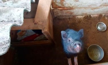 🌿 VENTA FINCA CAFETERA EN SAN JOSÉ – PEREIRA / VA LA FLORIDA ☕