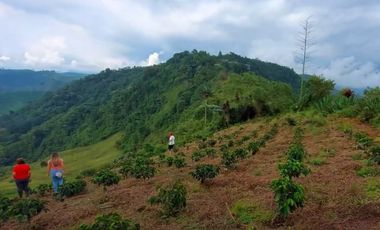 🌿 VENTA FINCA CAFETERA EN SAN JOSÉ – PEREIRA / VA LA FLORIDA ☕
