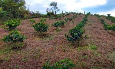 🌿 VENTA FINCA CAFETERA EN SAN JOSÉ – PEREIRA / VA LA FLORIDA ☕