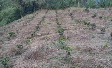 🌿 VENTA FINCA CAFETERA EN SAN JOSÉ – PEREIRA / VA LA FLORIDA ☕