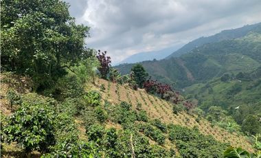 🌿 VENTA FINCA CAFETERA EN SAN JOSÉ – PEREIRA / VA LA FLORIDA ☕