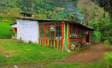 🌿 VENTA FINCA CAFETERA EN SAN JOSÉ – PEREIRA / VA LA FLORIDA ☕