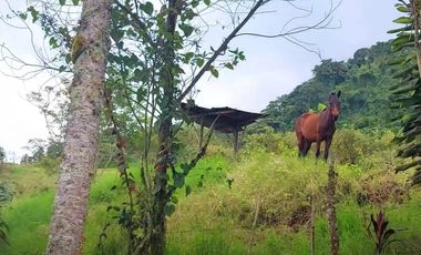 🌿 VENTA FINCA CAFETERA EN SAN JOSÉ – PEREIRA / VA LA FLORIDA ☕