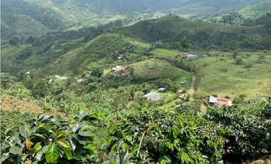 🌿 VENTA FINCA CAFETERA EN SAN JOSÉ – PEREIRA / VA LA FLORIDA ☕