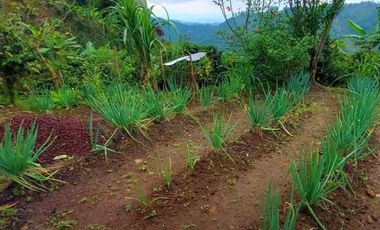 🌿 VENTA FINCA CAFETERA EN SAN JOSÉ – PEREIRA / VA LA FLORIDA ☕