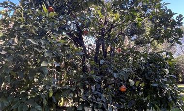 Terreno en venta - ALVEAR