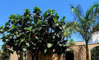 Casa de una PLANTA en RENTA, Nogueras, Comala