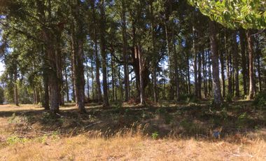 VENTA PARCELA , 5000MTS , CONDOMINIO ALTO REBELLIN  VALDIVIA