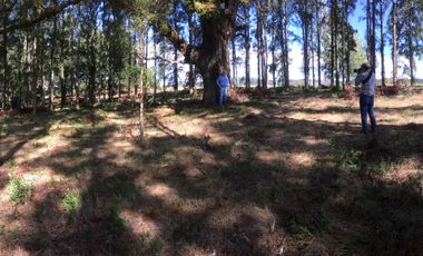 VENTA PARCELA , 5000MTS , CONDOMINIO ALTO REBELLIN  VALDIVIA