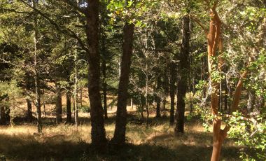 VENTA PARCELA , 5000MTS , CONDOMINIO ALTO REBELLIN  VALDIVIA