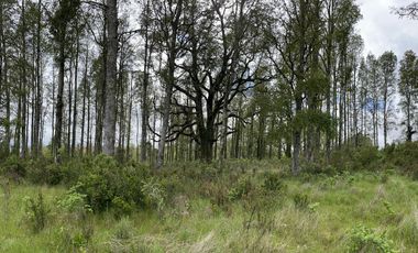 VENTA PARCELA , 5000MTS , CONDOMINIO ALTO REBELLIN  VALDIVIA