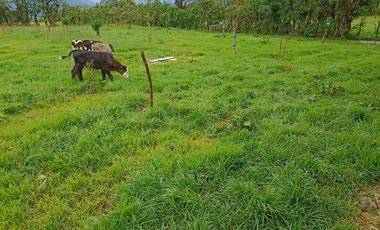 Finca en Venta