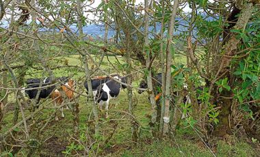 Finca en Venta