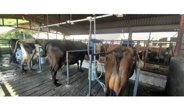 VENTA FINCA GANADERA O AGROTURISTICA SECTOR CALARCA