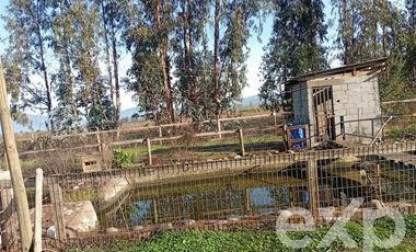 Agrícola en Venta en Camino San Martín, sector Las Mercedes, María Pinto
