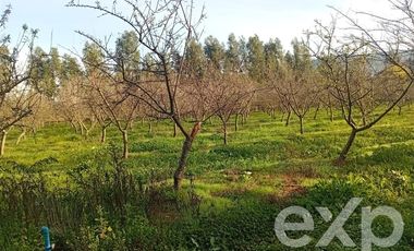 Agrícola en Venta en Camino San Martín, sector Las Mercedes, María Pinto