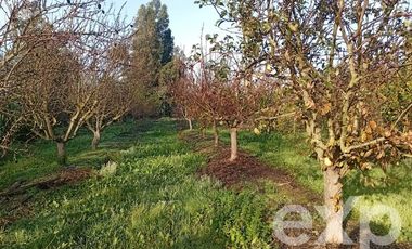 Agrícola en Venta en Camino San Martín, sector Las Mercedes, María Pinto