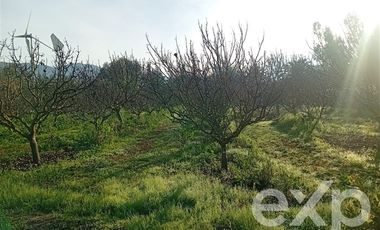 Agrícola en Venta en Camino San Martín, sector Las Mercedes, María Pinto