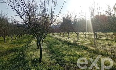 Agrícola en Venta en Camino San Martín, sector Las Mercedes, María Pinto