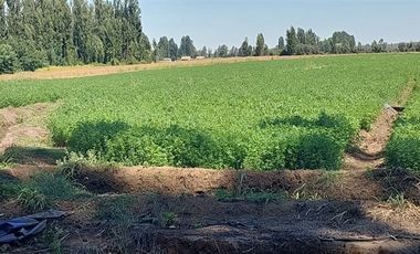 Terreno Construccion  en Venta en Gran Oportunidad Se Vende Campo Agrícola 18 hec en el Sector el Retiro Talca