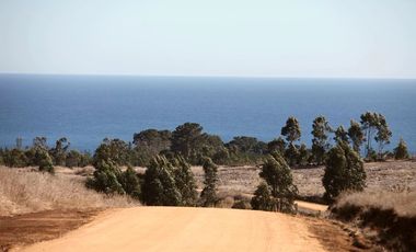 Primera Linea, Naturaleza indomita