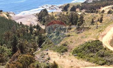 Primera Linea, Naturaleza indomita