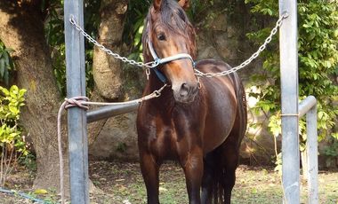 Casa en venta Fraccionamiento Ticuman